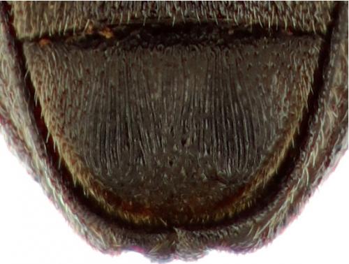 Otiorhynchus clavipes